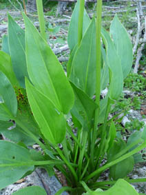 Alisma plantago-aquatica